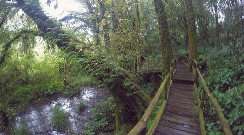 Discover Rainforest Eco Trails: Guide, Knowledge, and Important Trail Details
